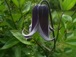 Photos Clematis integrifolia