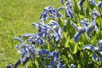 Photos Clematis integrifolia