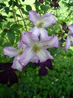 Photos Clematis viticella