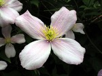 Photos Clematis montana