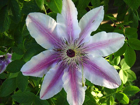 Photos Clematis patens - Leather flower
