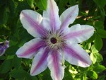 Photos Clematis patens