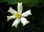 Photos Clematis fargesioides