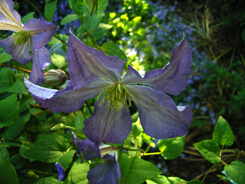 Photos Clematis viticella - Leather flower