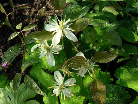 Photos Clematis recta - Leather flower