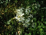Photos Clematis recta