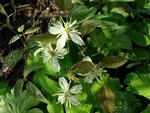 Photos Clematis recta
