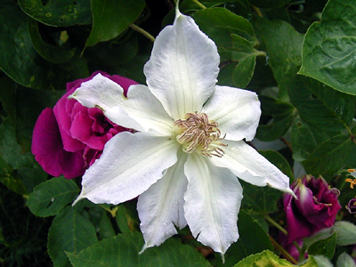 Photos Clematis Hybride - Leather flower