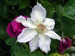 Photos Clematis Hybride