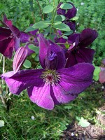 Photos Clematis viticella