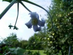 Photos Clematis stans