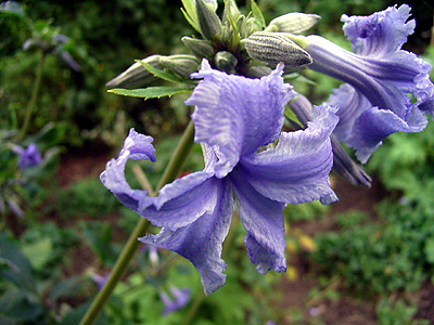 Photos Clematis heracleifolia - Leather flower