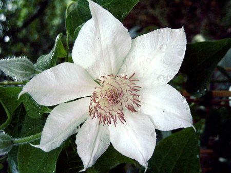 Fotos Clematis Hybride - 