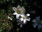 Photos Clematis viticella - Leather flower