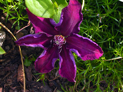 Photos Clematis Hybride - Leather flower