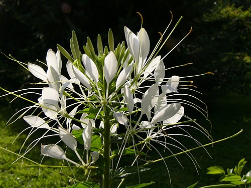 Photos Cleome spinosa - Spider flower