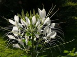 Cleome spinosa - Spinnenblume
