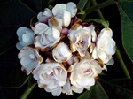Photos Clerodendron fragans