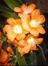 Clivia miniata