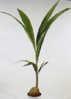 Cocos nucifera