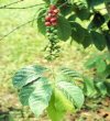 Appartamento Coffea arabica