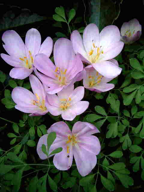 Photos Colchicum autumnale - Autumn crocus