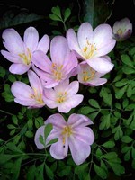 Colchicum autumnale - Herbstzeitlose