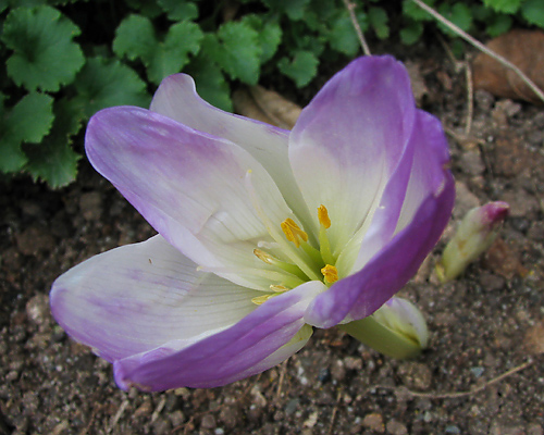 Photos Colchicum bornmuelleri - 