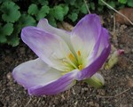 Colchicum bornmuelleri - Herbstzeitlose