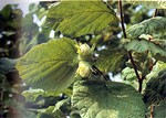 Corylus avellana - Hasel, Haselnu�, Waldhasel