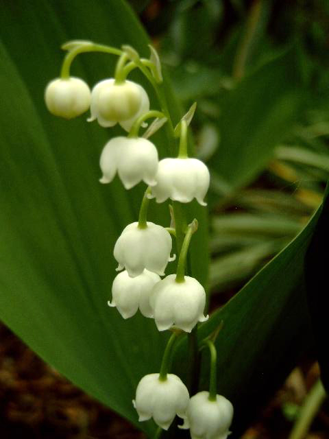 Photos Convallaria majalis - European lily of the valley