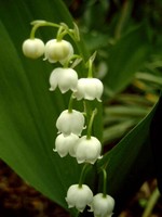 Convallaria majalis - Maig�ckchen