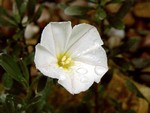 Convolvulus cneorum - 