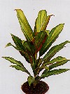 Cordyline australis