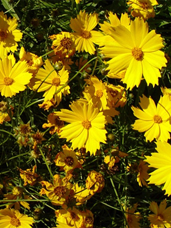Photos Coreopsis auriculata - Lanceleaf tickseed