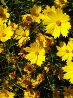 Coreopsis auriculata - M�dchenauge