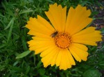 Coreopsis grandiflora - Gro�bl�tiges M�dchenauge Schnittgold