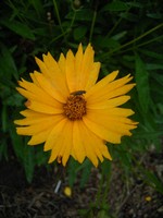 Coreopsis lanceolata - Zwergiges M�dchenauge Nana