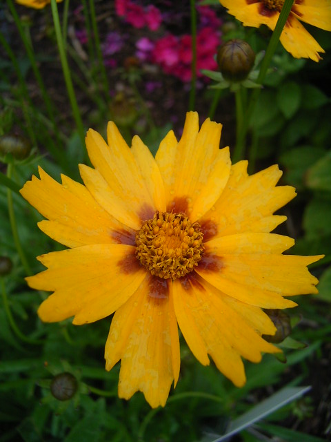 Photos Coreopsis lanceolata - Lanceleaf tickseed