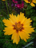 Coreopsis lanceolata - Zwergiges M�dchenauge Sterntaler