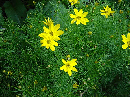 Photos Coreopsis verticillata - Whorled tickseed