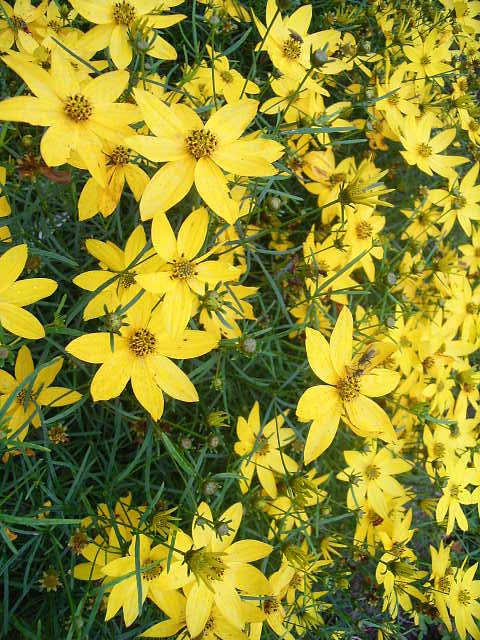 Photos Coreopsis verticillata - Whorled tickseed