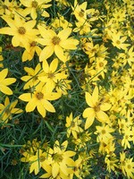 Coreopsis verticillata - Quirlbl�ttriges Sch�nauge Grandiflora