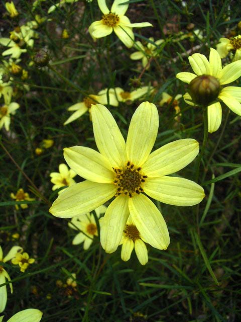Photos Coreopsis verticillata - Whorled tickseed