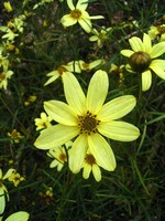 Photos Coreopsis verticillata - Whorled tickseed