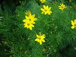 Coreopsis verticillata - Quirlbl�ttriges Sch�nauge