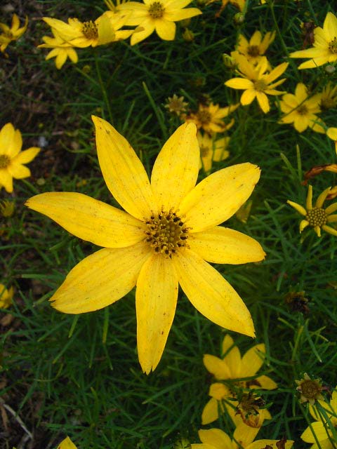 Photos Coreopsis verticillata - Whorled tickseed