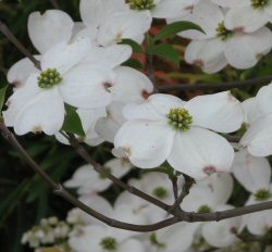 Arbusti Cornus florida