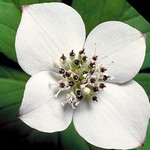 Photos Cornus canadensis