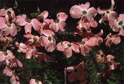 Photos Cornus florida f. rubra - Pacific dogwood